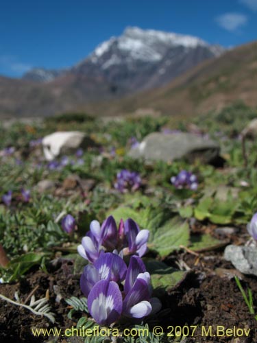 Bild von Fabaceae sp. #1017 (). Klicken Sie, um den Ausschnitt zu vergrössern.