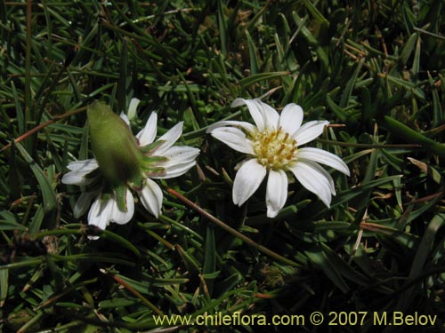 Werneria pygmaea의 사진