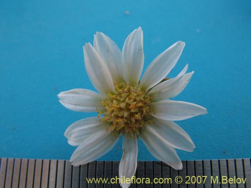 Werneria pygmaea의 사진