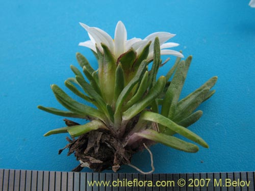 Werneria pygmaea의 사진