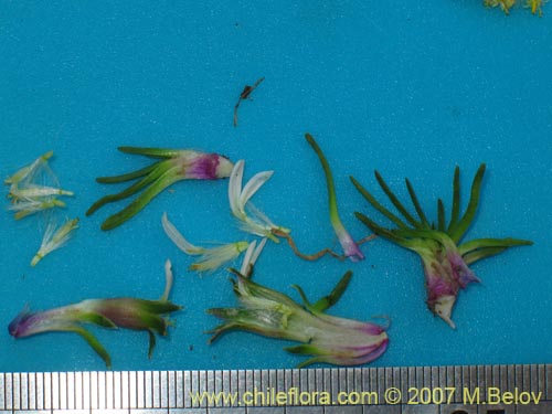 Werneria pygmaea의 사진