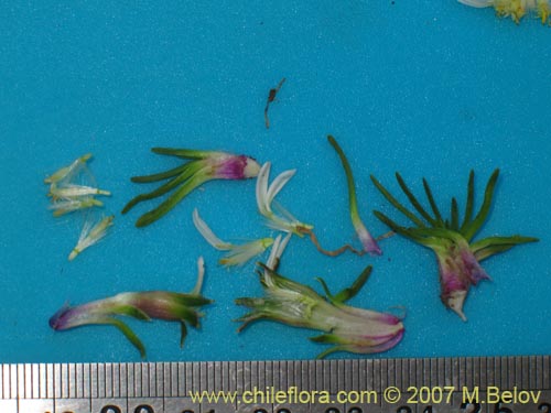 Werneria pygmaea의 사진