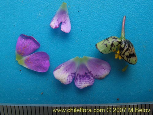 Calandrinia sp. #8707의 사진
