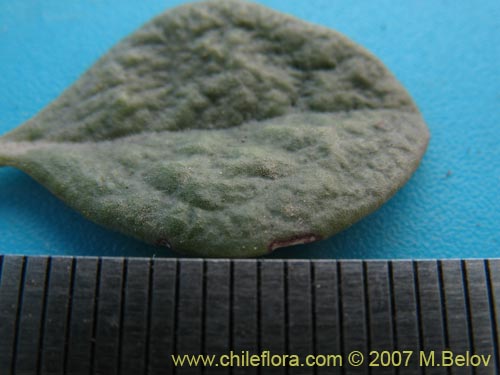 Calandrinia sp. #8707의 사진