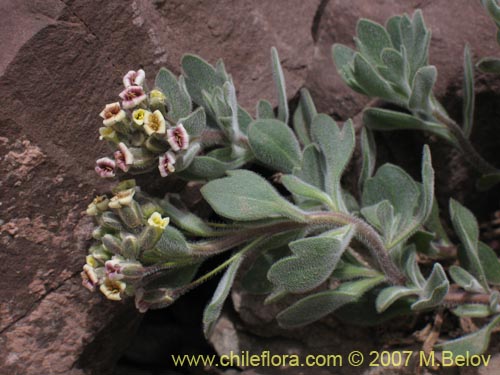 Image of Menonvillea cuneata (). Click to enlarge parts of image.