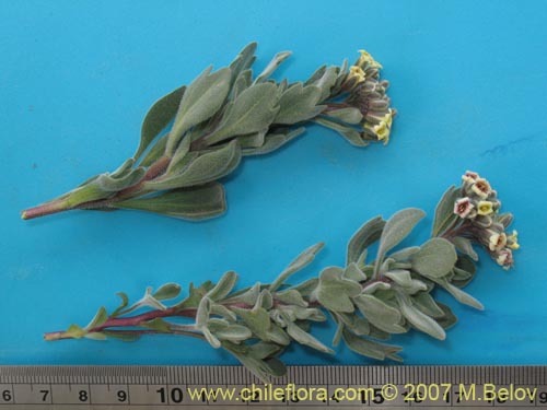 Image of Menonvillea cuneata (). Click to enlarge parts of image.