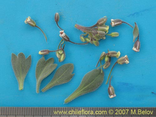 Image of Menonvillea cuneata (). Click to enlarge parts of image.