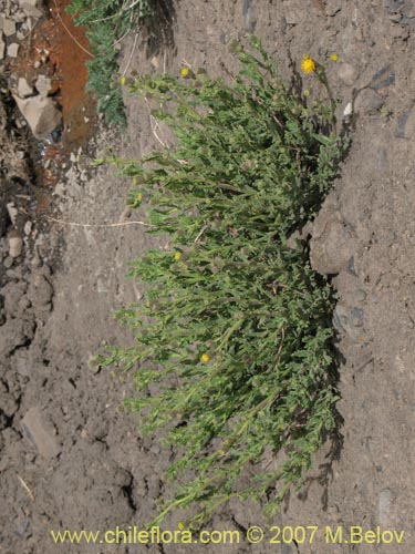 Bild von Senecio sp. #1428 (). Klicken Sie, um den Ausschnitt zu vergrössern.