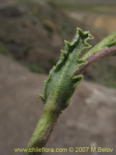 Bild von Senecio sp.  #1428 (). Klicken Sie, um den Ausschnitt zu vergrössern.