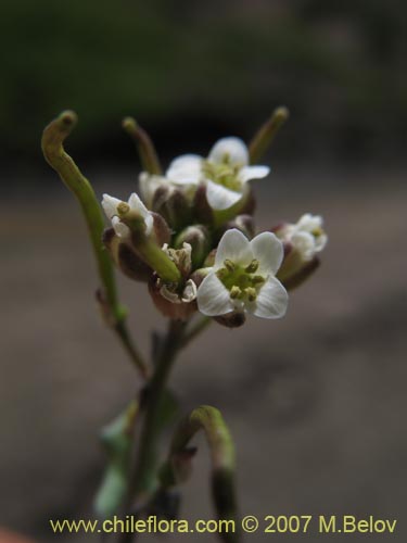 Sisymbrium andinum의 사진