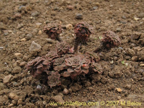 Imágen de Viola philippii (). Haga un clic para aumentar parte de imágen.