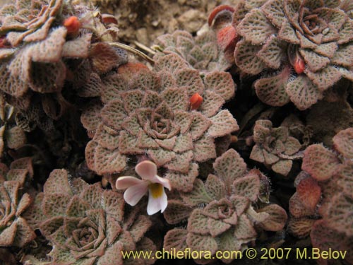 Imágen de Viola philippii (). Haga un clic para aumentar parte de imágen.