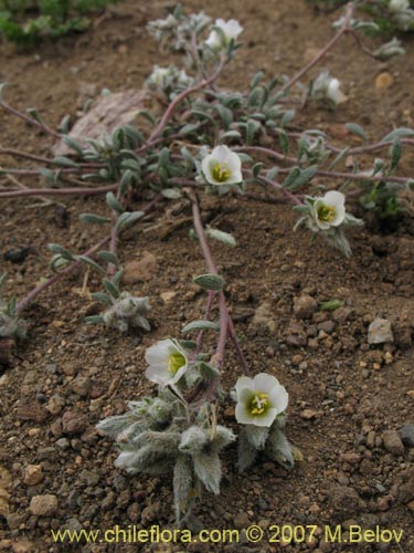 Portulacaceae sp. #1787的照片