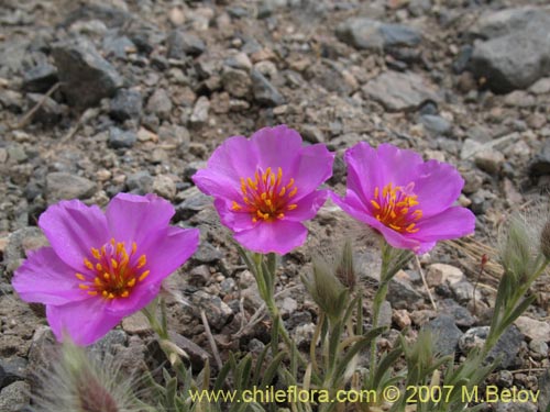 Montiopsis potentilloides的照片