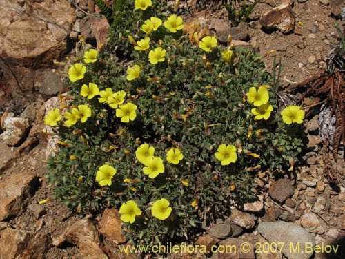 Bild von Oxalis sp. #1322 (). Klicken Sie, um den Ausschnitt zu vergrössern.