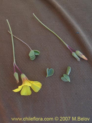 Bild von Oxalis sp.  #1322 (). Klicken Sie, um den Ausschnitt zu vergrössern.