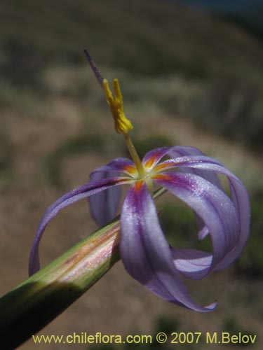 Solenomelus segethii的照片