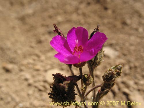 Image of Calandrinia sp. #8705 (). Click to enlarge parts of image.