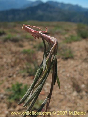 Image of Calandrinia sp. #8705 (). Click to enlarge parts of image.