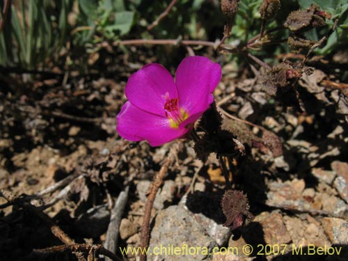 Image of Calandrinia sp. #8705 (). Click to enlarge parts of image.