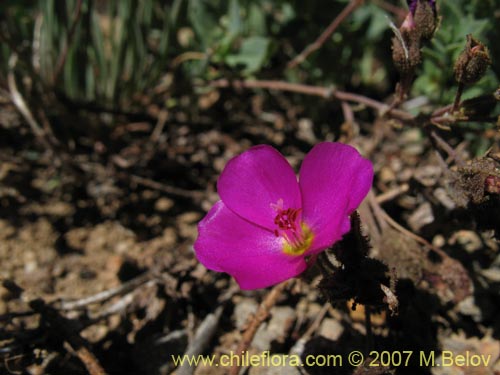 Image of Calandrinia sp. #8705 (). Click to enlarge parts of image.