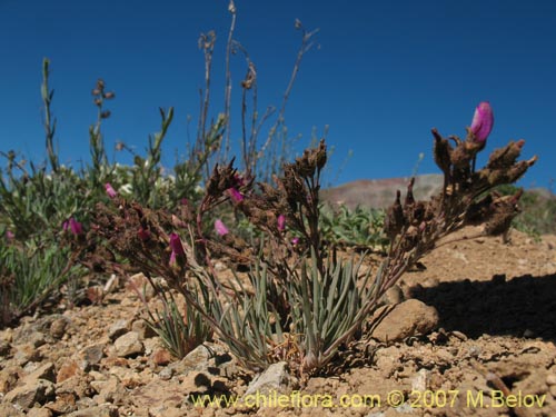 Image of Calandrinia sp. #8705 (). Click to enlarge parts of image.