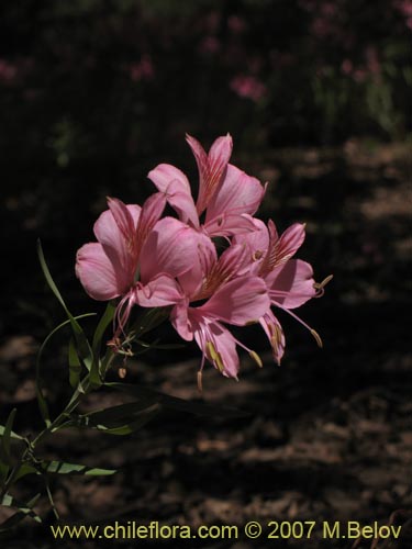 Bild von Alstroemeria presliana ssp. presliana (Alstroemeria). Klicken Sie, um den Ausschnitt zu vergrössern.