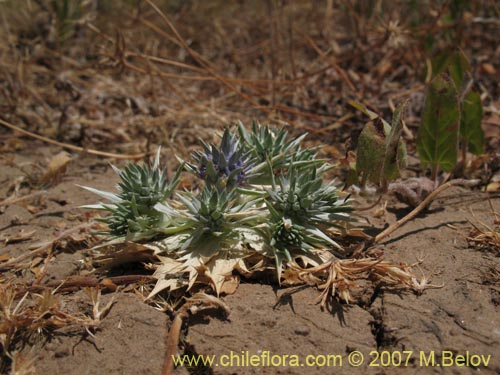 Bild von Eryngium sp. #1052 (). Klicken Sie, um den Ausschnitt zu vergrössern.