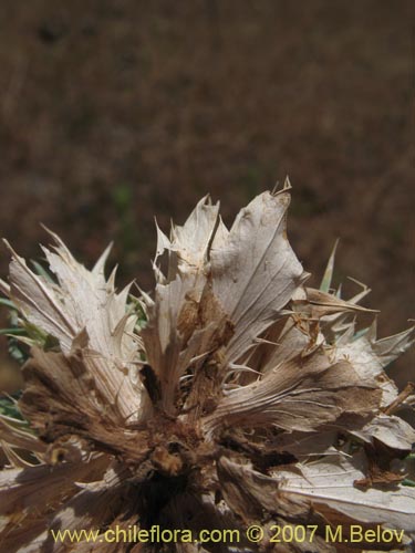 Bild von Eryngium sp. #1052 (). Klicken Sie, um den Ausschnitt zu vergrössern.