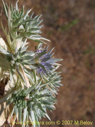 Bild von Eryngium sp. #1052 (). Klicken Sie, um den Ausschnitt zu vergrössern.