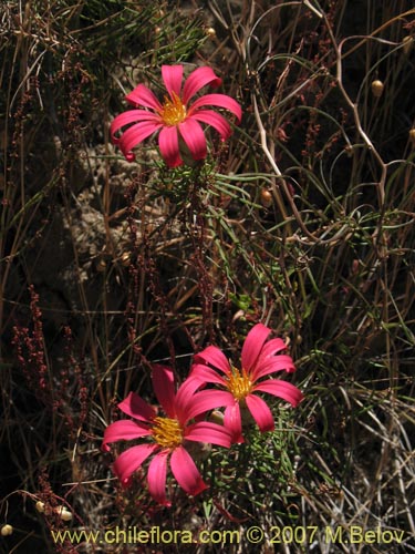 Bild von Mutisia subulata (Flor de la granada / Clavel del campo). Klicken Sie, um den Ausschnitt zu vergrössern.