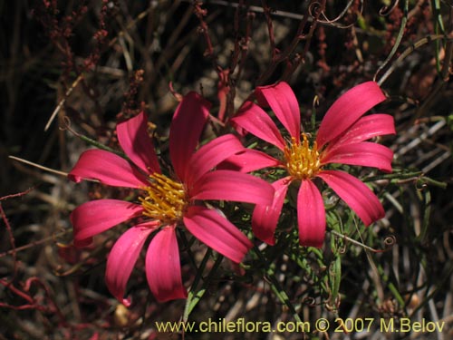 Bild von Mutisia subulata (Flor de la granada / Clavel del campo). Klicken Sie, um den Ausschnitt zu vergrössern.