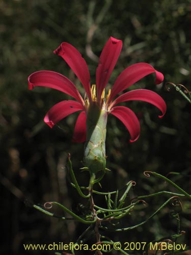 Bild von Mutisia subulata (Flor de la granada / Clavel del campo). Klicken Sie, um den Ausschnitt zu vergrössern.