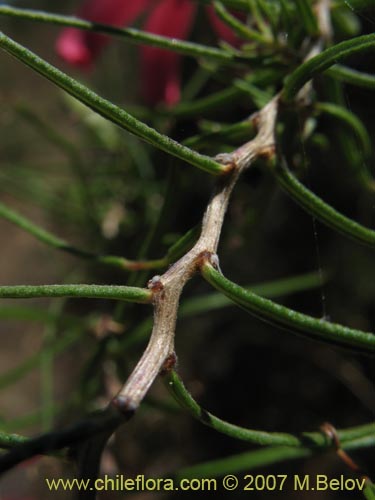 Bild von Mutisia subulata (Flor de la granada / Clavel del campo). Klicken Sie, um den Ausschnitt zu vergrössern.