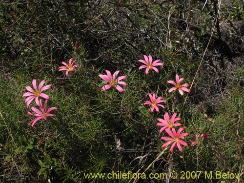 Bild von Mutisia subulata (Flor de la granada / Clavel del campo). Klicken Sie, um den Ausschnitt zu vergrössern.