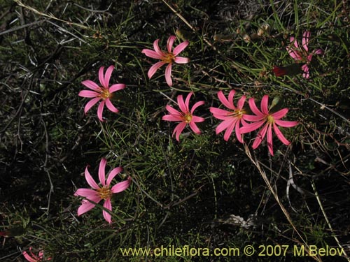 Bild von Mutisia subulata (Flor de la granada / Clavel del campo). Klicken Sie, um den Ausschnitt zu vergrössern.