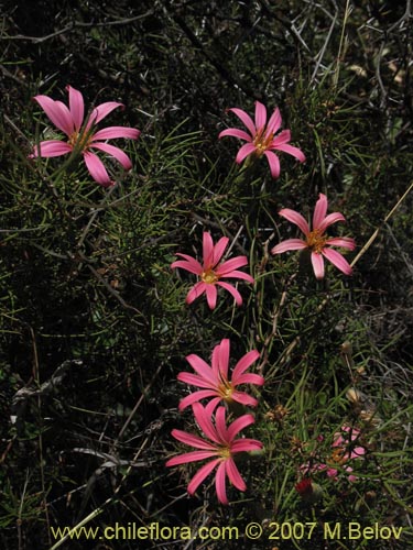 Bild von Mutisia subulata (Flor de la granada / Clavel del campo). Klicken Sie, um den Ausschnitt zu vergrössern.