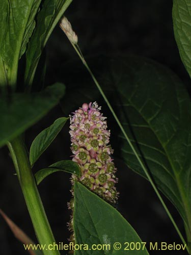 Phytolacca bogotensis的照片
