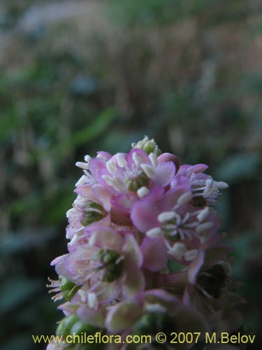 Phytolacca bogotensis的照片