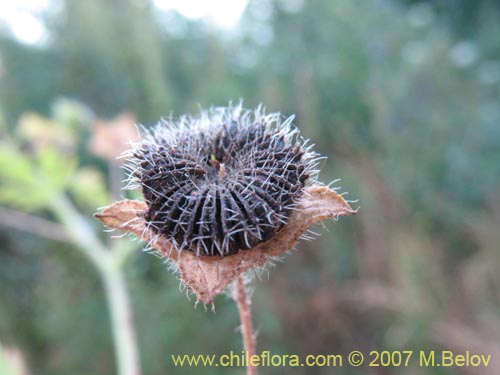 Imágen de Planta no identificada sp. #1026 (). Haga un clic para aumentar parte de imágen.