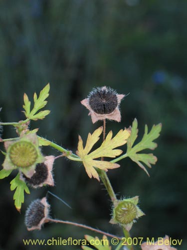 Imágen de Planta no identificada sp. #1026 (). Haga un clic para aumentar parte de imágen.