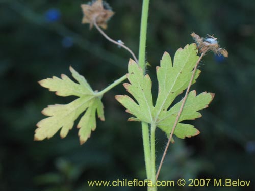 Imágen de Planta no identificada sp. #1026 (). Haga un clic para aumentar parte de imágen.