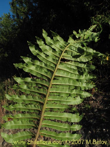Bild von Blechnum chilense (Costilla de vaca / Quilquil / Palmilla). Klicken Sie, um den Ausschnitt zu vergrössern.