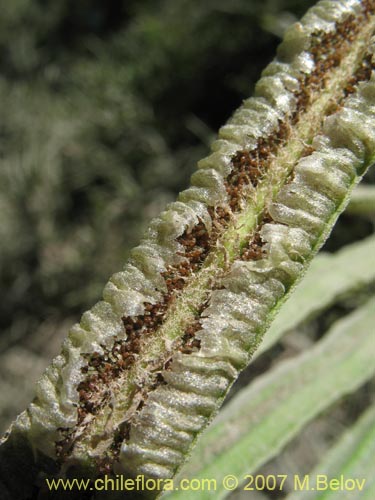 Image of Blechnum sp. #1031 (). Click to enlarge parts of image.