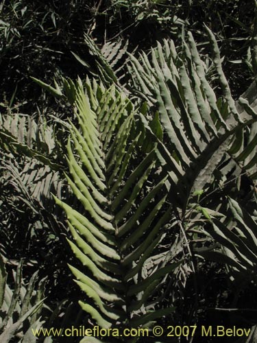 Image of Blechnum sp. #1031 (). Click to enlarge parts of image.