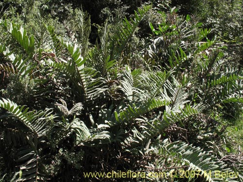 Image of Blechnum sp. #1031 (). Click to enlarge parts of image.