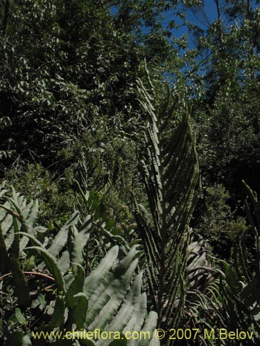 Image of Blechnum sp. #1031 (). Click to enlarge parts of image.