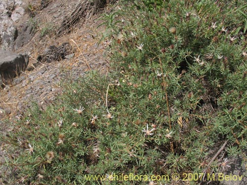 Bild von Mutisia acerosa (). Klicken Sie, um den Ausschnitt zu vergrössern.