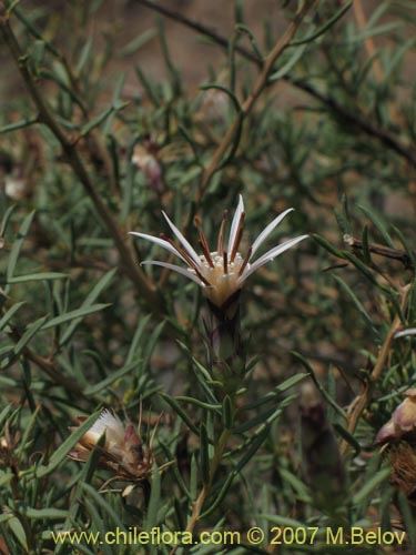 Bild von Mutisia acerosa (). Klicken Sie, um den Ausschnitt zu vergrössern.