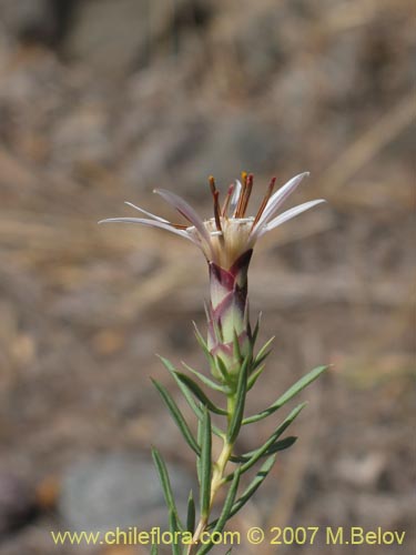 Bild von Mutisia acerosa (). Klicken Sie, um den Ausschnitt zu vergrössern.